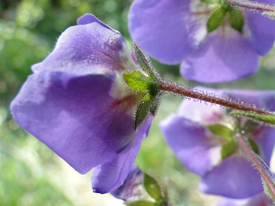 Verbascum phoeniceum / Verbasco porporino